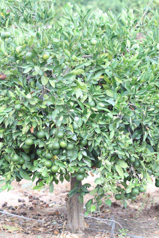            Habit (Riverside, CA)   